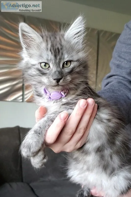 Maine coon ragdoll kittens Emotional Support Animals