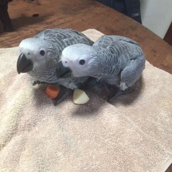 Tame, trained, smart, sweet, cuddly, congo african grey babies