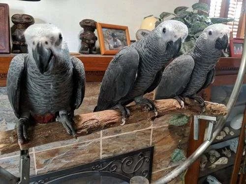 Tame, trained, smart, sweet, cuddly, congo african grey babies