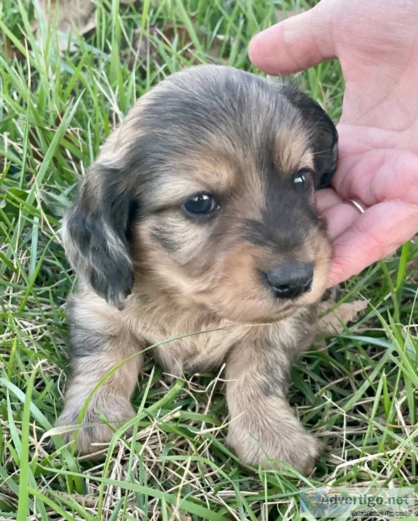 Beautiful miniature dachshund puppies