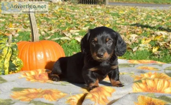 Awesome miniature dachshund puppies