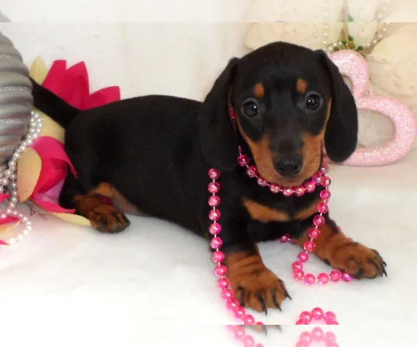 Outstanding miniature dachshund puppies