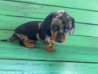 Charming miniature dachshund puppies