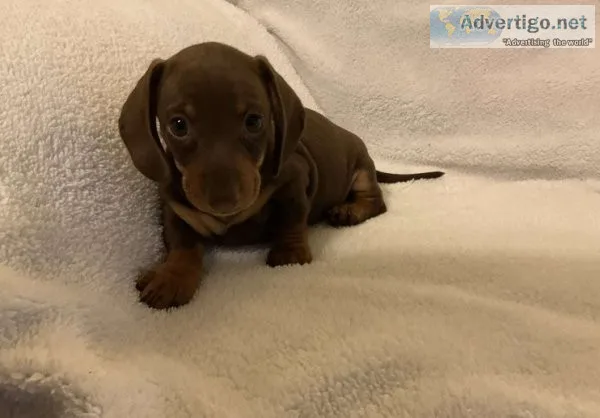 Wonderful miniature dachshund puppies