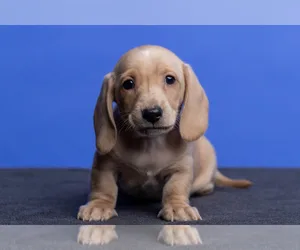 Akc reg miniature dachshund puppies
