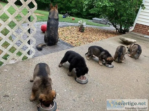 Charming german shepherd puppies