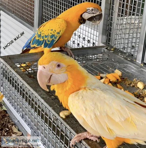 Exotic parrot eggs