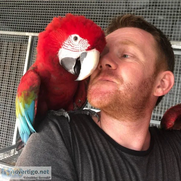 We have beautifull male and female umbrella cockatoos for sale