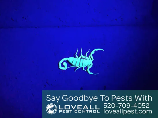Loveall Pest Control