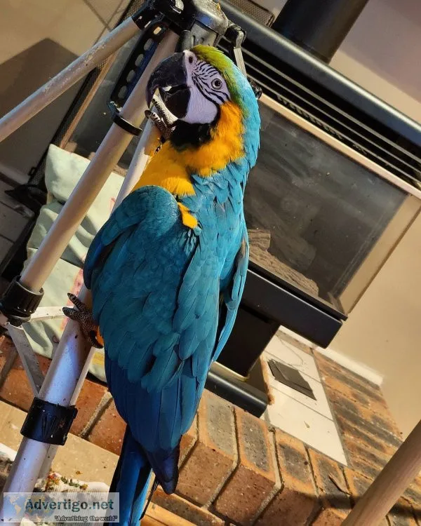 Female african grey parrot for sale