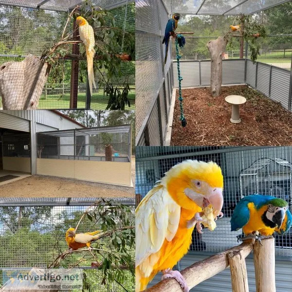 Parrots and parrot eggs