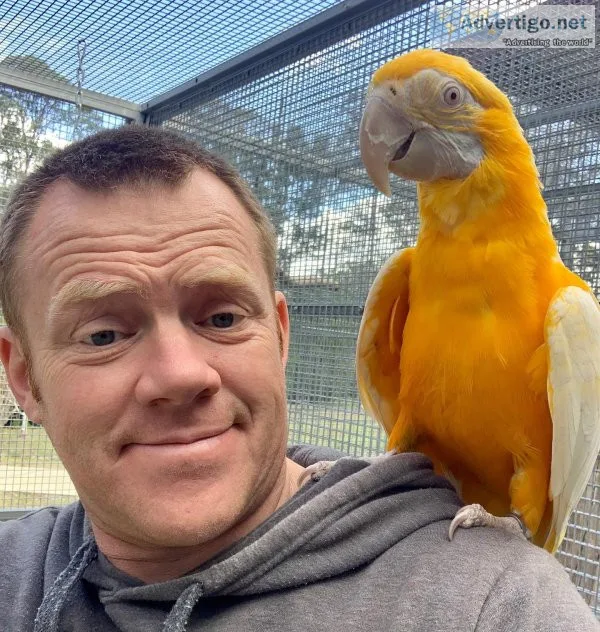 We have beautifull male and female umbrella cockatoos for sale