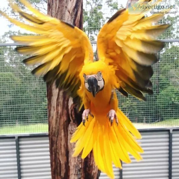 Female african grey parrot for sale