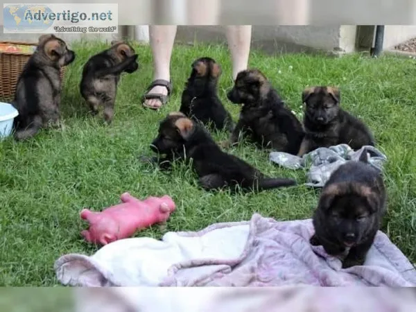 Quality german shepherd puppies