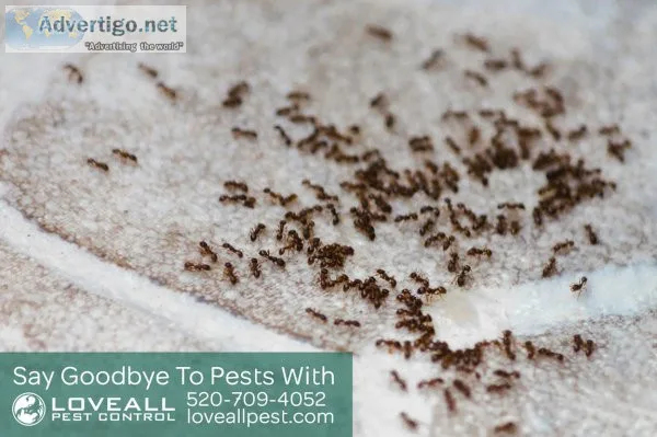 Loveall Pest Control