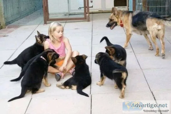 12 weeks old german shepherd puppies
