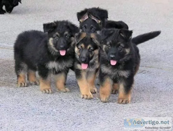 Purebred german shepherds for sale