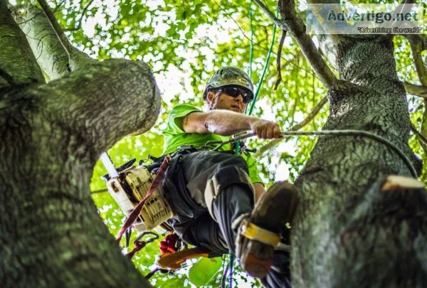 Tree pruning melbourne