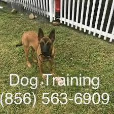 Puppy obedience program adults too