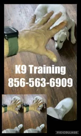 We control all breeds k9 control