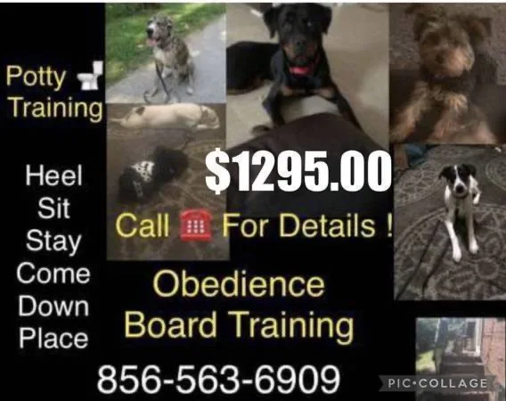 Complete k9 training obedience