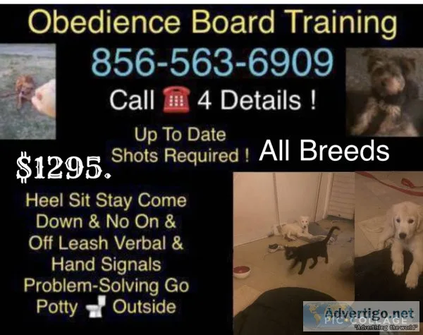 We handle out of control dogs
