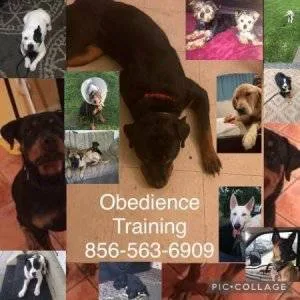 Dog control behavior modification