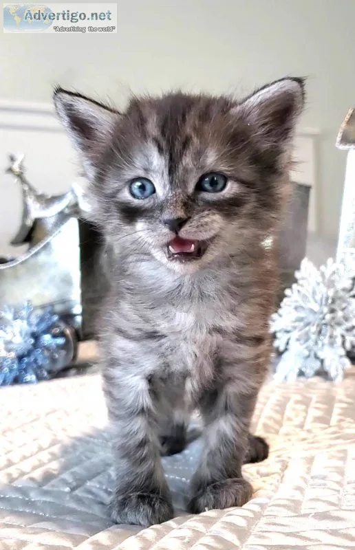 Maine coon ragdoll kittens Emotional Support Animals