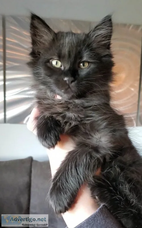Maine coon ragdoll kittens Emotional Support Animals