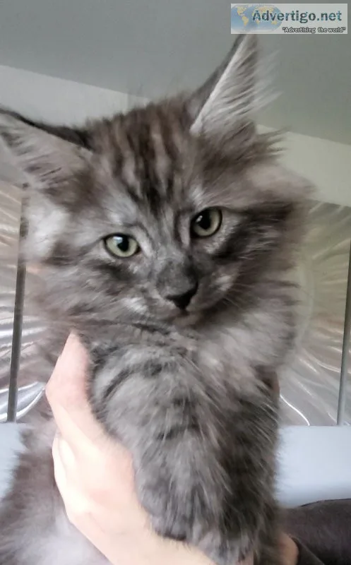Maine coon ragdoll kittens Emotional Support Animals