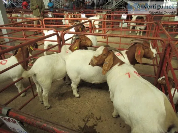 Boer goats for sale