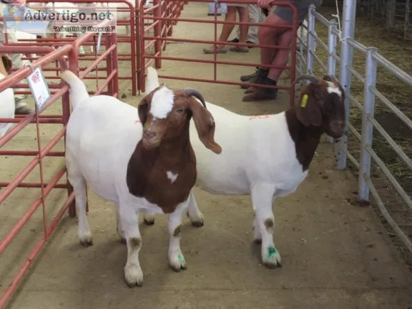 Boer goats for sale