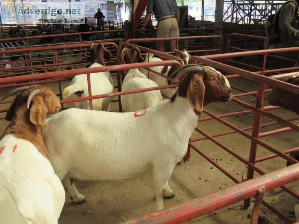 Boer goats for sale