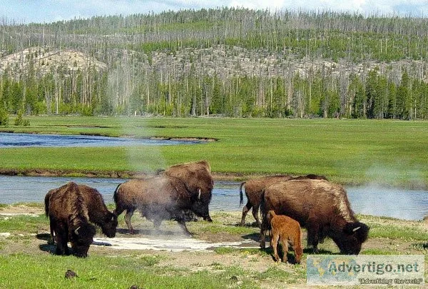 Affordable yellowstone adventures