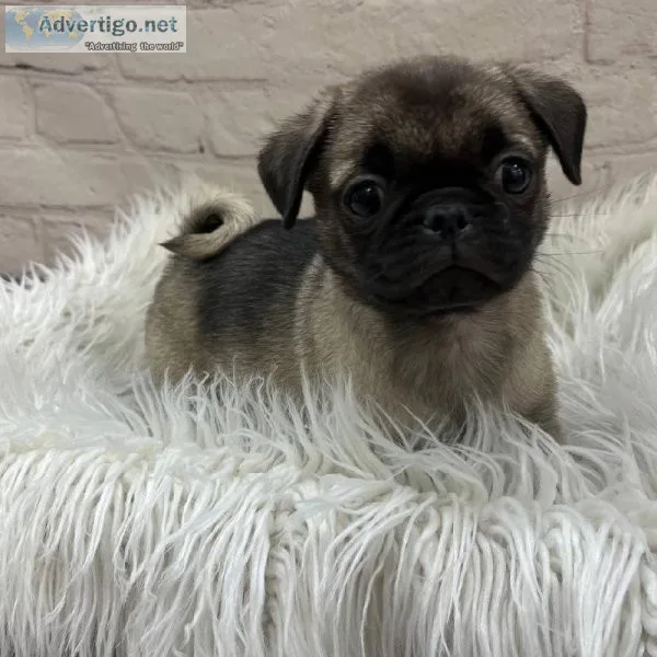 Pug puppies for sale under $500