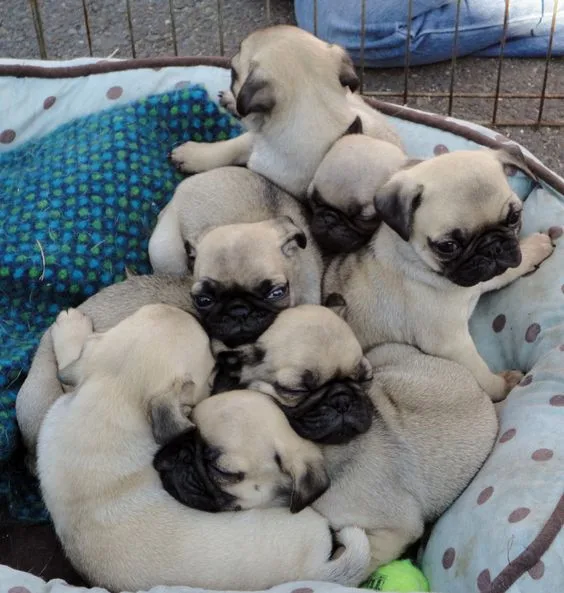 Pug puppies for sale under $500