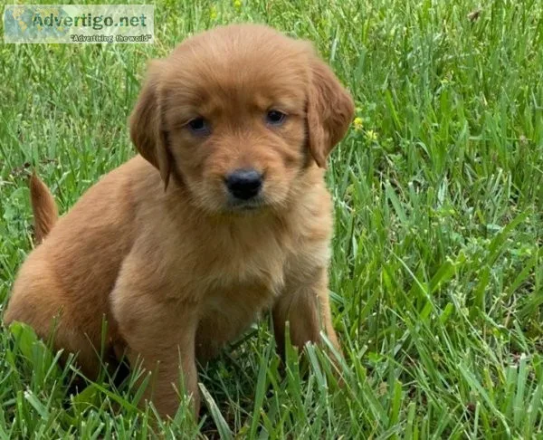 Golden retriever puppies