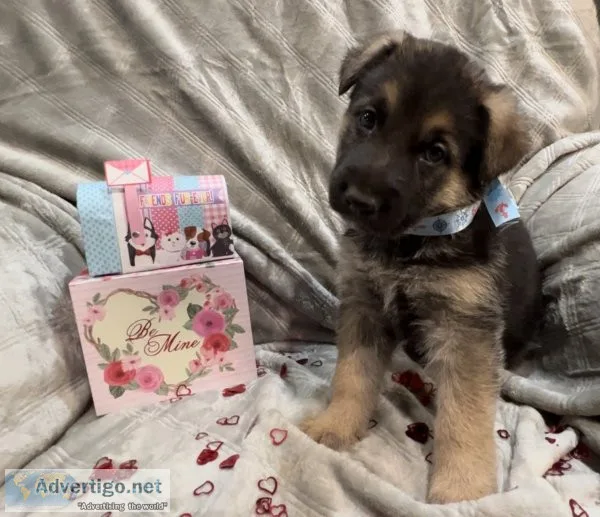 German shepherd pups