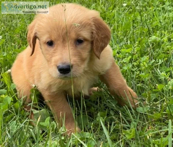 Golden retriever puppies