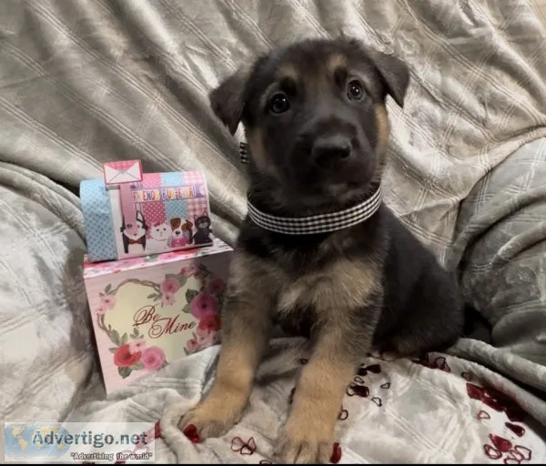 German shepherd pups