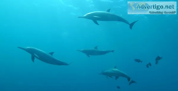 Dolphin watching in maldives