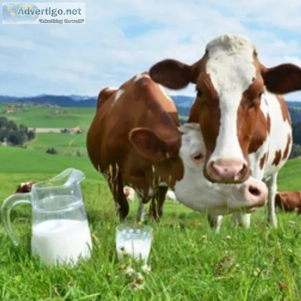 Milk brands in chennai