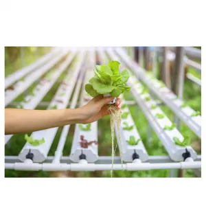 10 reasons and ways to grow hydroponics at home - kamala farms