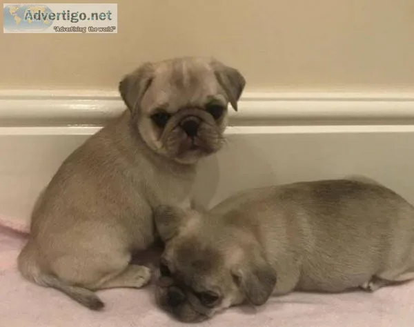 Akc registered 11 weeks old pug puppies for sale