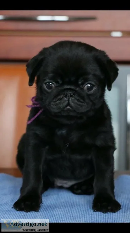 Akc registered 11 weeks old pug puppies for sale