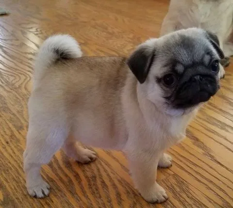 Akc registered 11 weeks old pug puppies for sale