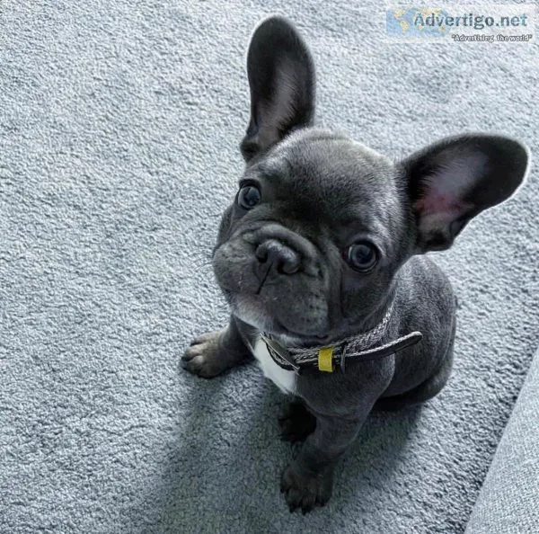 Mannie our male french bulldog pup