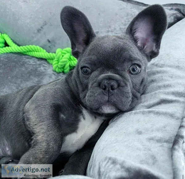 Mannie our male french bulldog pup