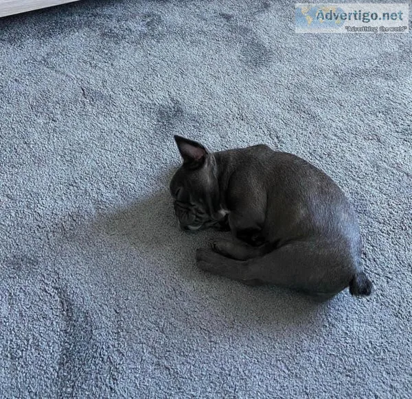 Mannie our male french bulldog pup