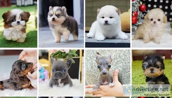 French bulldog puppies for sale